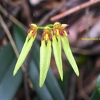 Bulbophyllum longiflorum Orchidac eae Indigène La Réunion 919.jpeg